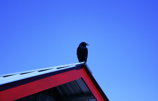 Crow on Roof, Tofino Botanic Gardens