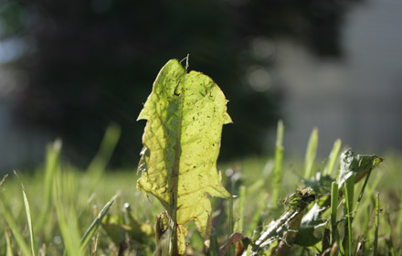 image of grass